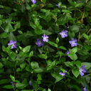 Vinca Minor Plant
