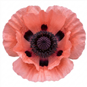 Papaver Orientale Victoria Louise Poppy Plants (Set of 3 or 6)
