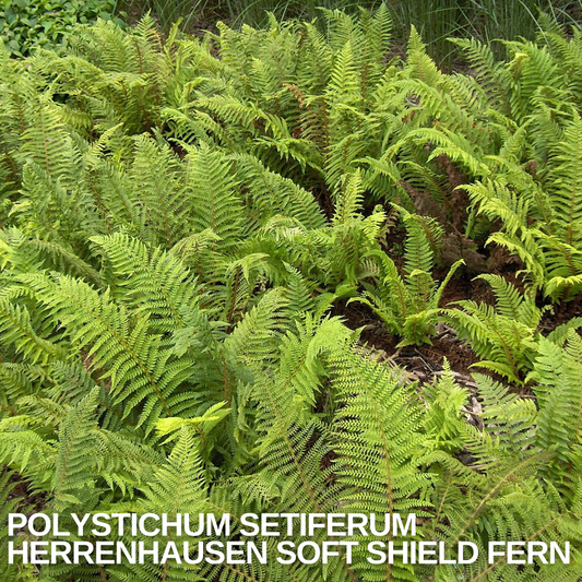 Colony of soft shield fern with finely divided, arching green fronds forming a low evergreen mass