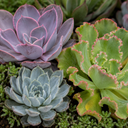 3 Echeveria Succulent Plants, 9cm Pots, Assorted Mix