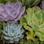 3 Echeveria Succulent Plants, 9cm Pots, Assorted Mix