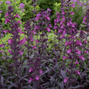 Salvia Sangoons Plum Crazy Plant (5L Pot)