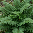 Soft Shield Fern Polystichum Plumosum Densum Plants (Set of 3 or 6)