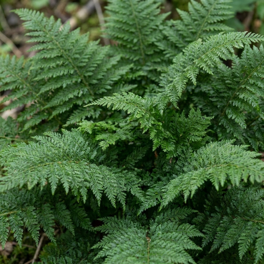 Dense clump of soft shield fern with finely divided, feathery, lacy green fronds