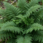 Set of 3 or 6 Soft Shield Fern Polystichum Plumosum Densum Plants, Hardy Evergreen Perennial, 1 Litre Root Ball