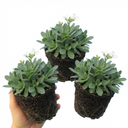 Arabis Aubris White Plants (Set of 3 or 6)