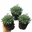 Set of 3 or 6 Large Plants - Arabis Aubris White, Ready to Plant in Your Garden, 1L
