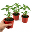 Set of 3 or 6 Large Chilli Pepper Plants - Thai Dragon, Ready to Plant in Your Garden