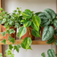 3 Trailing Jungle Houseplants, Live Indoor Plant Collection, Easy Care Evergreen, 1 Litre Root-Ball