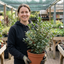 1 Ilex Argentea Marginata Silver Variegated Holly Plant, Hardy Evergreen Shrub, 3 Litre Root Ball