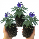 Delphinium Pacific Giants Black Knight Plants (Set of 3 or 6)