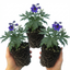 Set of 3 or 6 Delphinium Pacific Giants Black Knight Hardy Perennial Plants, Tall Cottage Garden Flowers, Outdoor Garden Ready, 1 Litre Root-Ball