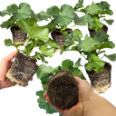 Geranium Toscana Anne Plants (Set of 3 or 6)