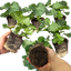 Set of 3 or 6 Large Plants - Geranium Toscana Anne, Ready to Plant in Your Garden