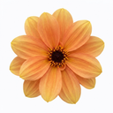Dahlia Dahlegria Sunrise Plant (3L Pot)