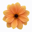 1 Large Plant - Dahlia Dahlegria Sunrise, Ready to Plant in Your Garden, 3L Pot