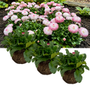 Bellis Habanera ‘Rose’ Plants (Set of 3 or 6)
