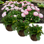 Set of 3 or 6 Garden Ready Plants – Bellis Habanera ‘Rose’, Ready to Plant in Your Garden