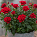 3Ltr Red Patio Rose Plant in Nursery Pot, Outdoor Pots
