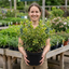 1 Ligustrum Muster Privet Hedging Plant, Fast Growing Evergreen Privacy Hedge, 19cm/3L Root Ball