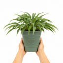 3 Litre Hosta Silly Strings Plants in Nursery Pots