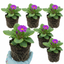 Set of 3 or 6 Primrose ‘Queen Neon Violet’ Hardy Perennial Plants, Bee Friendly Spring Flowering, Outdoor Garden Ready, 1 Litre Root-Ball