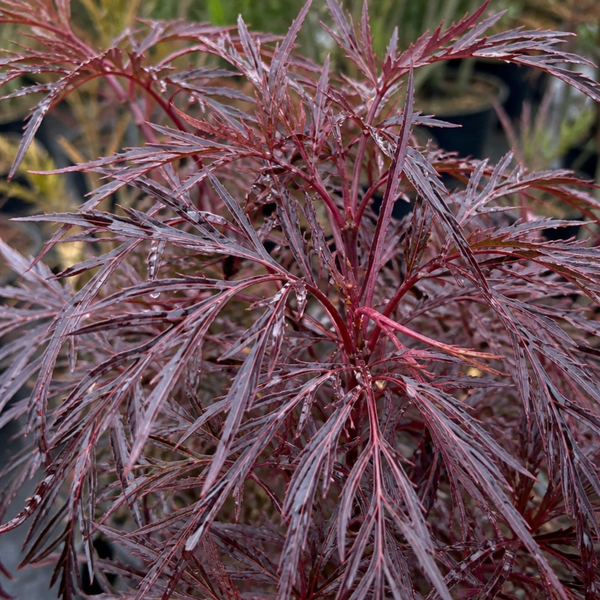 Sambucus Nigra Laced Up Plants