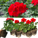 Geranium Toscana Senna Plants (Set of 3 or 6)