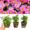 Argyranthemum Madeira Deep Pink Plants (Set of 3 or 6)