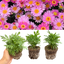Set of 3 or 6 Large Plants - Argyranthemum Madeira Deep Pink, Outdoor Garden Ready