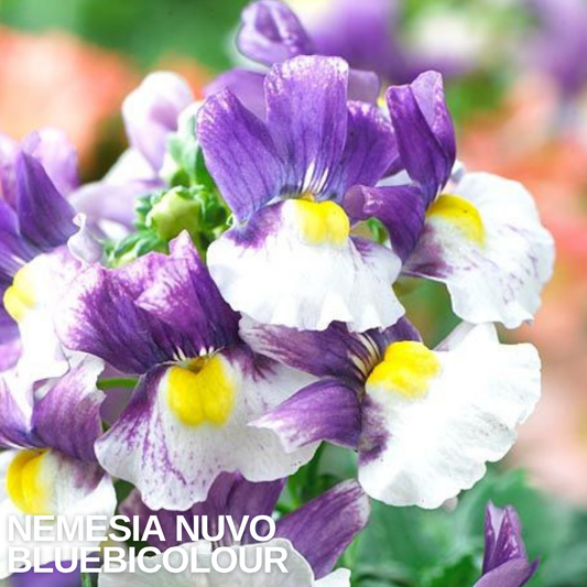 Nemesia flowers with purple-veined upper petals, white lower lips and yellow throats