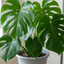 1 Monstera Deliciosa Swiss Cheese Plant, Live Tropical Indoor Houseplant, Easy Care, 17cm Root-Ball