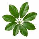Schefflera Arboricola Green Umbrella Plants