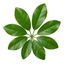 1 Schefflera Arboricola Green Umbrella Plant, Easy Care Tropical Houseplant, 19cm Root Ball