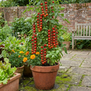 Tomato Sweet Million Variety Plants (Set of 3 or 6)