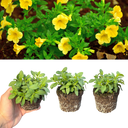 Calibrachoa Cabaret Pure Yellow Plants (Set of 3 or 6)