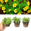 Set of 3 or 6 Large Plants - Calibrachoa Cabaret Pure Yellow, Outdoor Garden Ready
