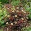 1 Physocarpus Raspberry Lemonade Ninebark Plant, Hardy Flowering Shrub, 3 Litre Root Ball