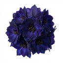 Delphinium Pacific Giants Black Knight Plants (Set of 3 or 6)