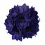 Set of 3 or 6 Delphinium Pacific Giants Black Knight Hardy Perennial Plants, Tall Cottage Garden Flowers, Outdoor Garden Ready, 1 Litre Root-Ball