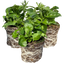3 Large Lobelia Plants - Sweet Springs Dark Blue, Ready to Plant in Your Garden