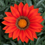 Set of 3 or 6 Large Plants - Gazania Kiss Red, Ready to Plant in Your Garden, Peat-Free
