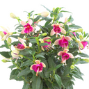 Fuchsia Diva White & Violet Plants (Set of 3 or 6)