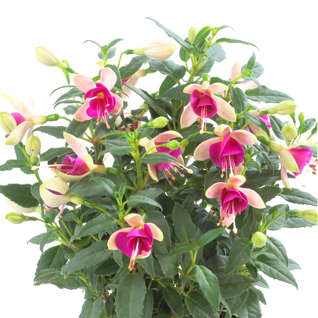 Fuchsia 'Diva White & Violet' – Summer Bedding (Set of 3 or 6)