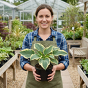 Atlantis Plantain Lily Plants (Set of 3 or 6)