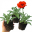 Set of 3 or 6 Papaver Orientale Brilliant Red Poppy Plants, Hardy Perennial, Outdoor Garden Ready, 1 Litre Root-Ball