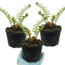 Dryopteris affinis Montana Male Fern Hardy Evergreen Perennial Plants (Set of 3 or 6)