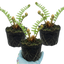 Set of 3 or 6 Dryopteris affinis Montana Male Fern Hardy Evergreen Perennial Plants, Shade Loving Garden Plant, 1L Root Ball