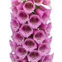 Digitalis Dalmatian Rose Plant (2L Pot)