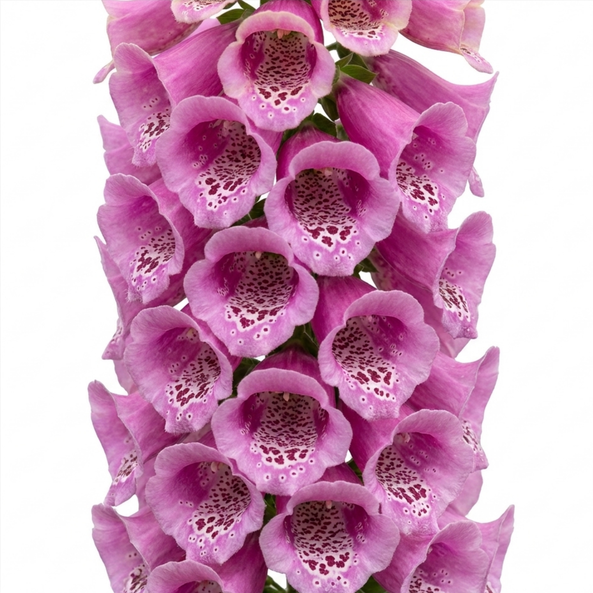 Digitalis 'Dalmatian Rose' (Foxglove) – Hardy Perennial (2L Pot)